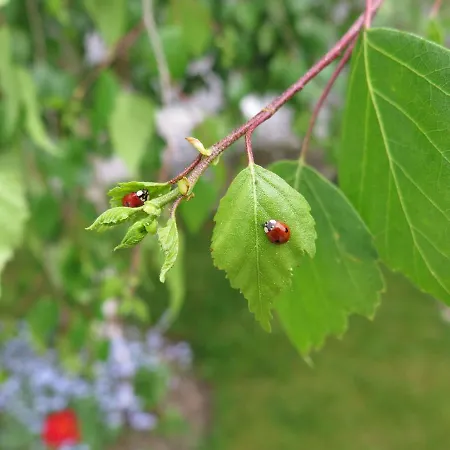 公寓 Art Nomay Summercard Blick Of Salzburg 卡普伦