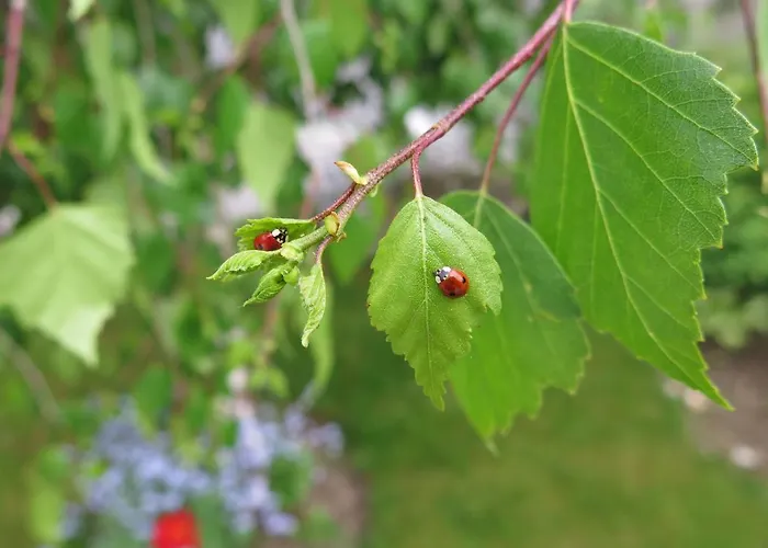 Apartman Art Nomay Summercard Blick Of Salzburg Kaprun